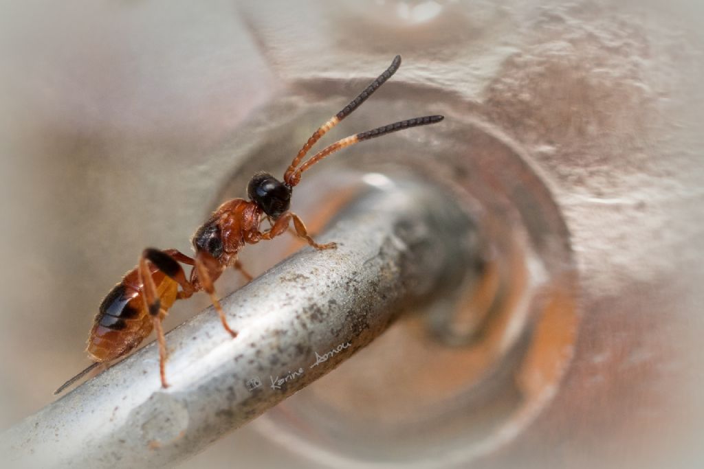 Ichneumonidae  Cryptinae... genere?   Aptesis nigrocincta